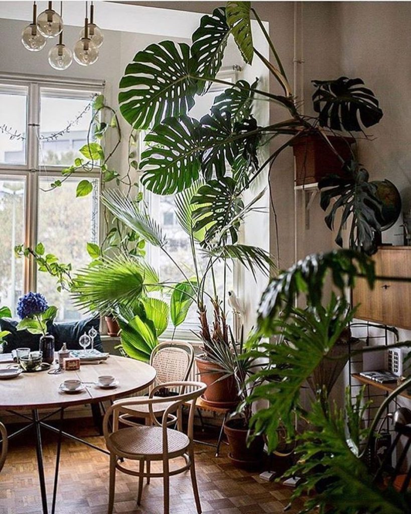 5 Best Indoor Jungle Styles in Your Home That'll Bring You Closer to Nature